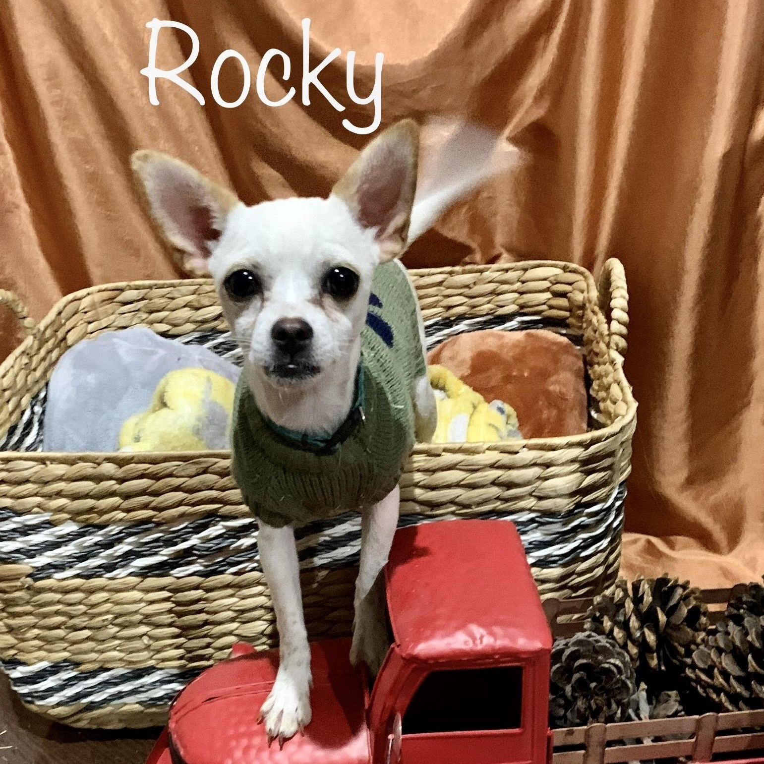 Rocky * OK, an adoptable Chihuahua, Fox Terrier in Albert Lea, MN, 56007 | Photo Image 1