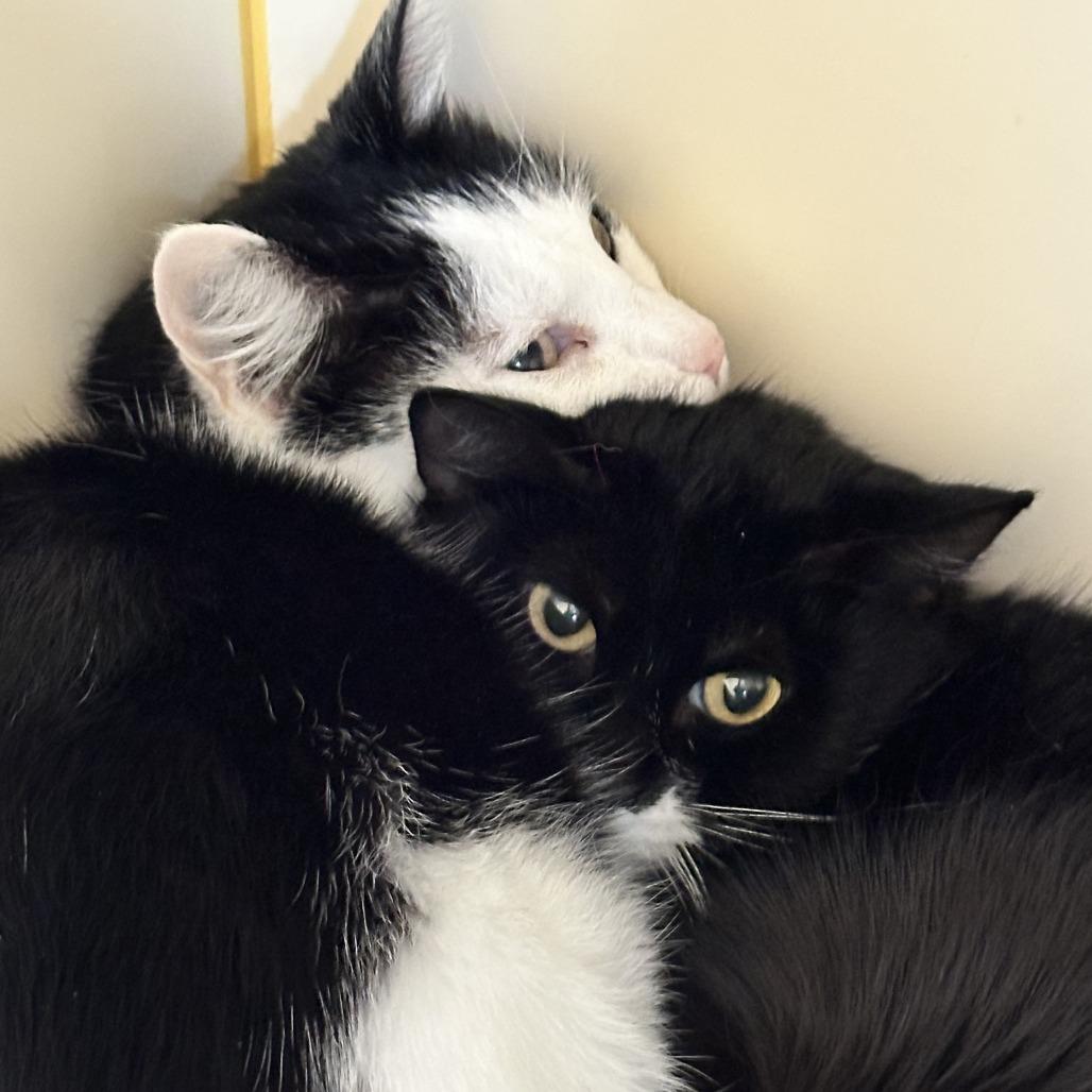 Whitney, Adoptable, Adult Female Domestic Short Hair.