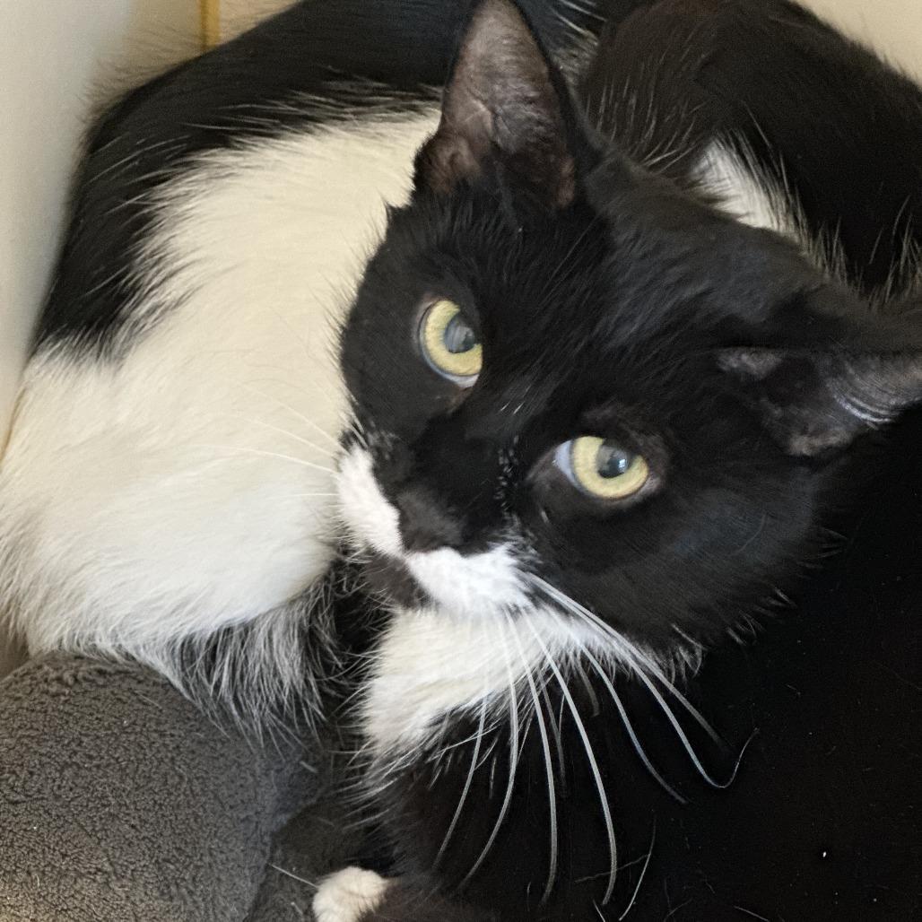 Enlarge Whitney, a Adoptable Domestic Short Hair in Concord, NH image 2/3