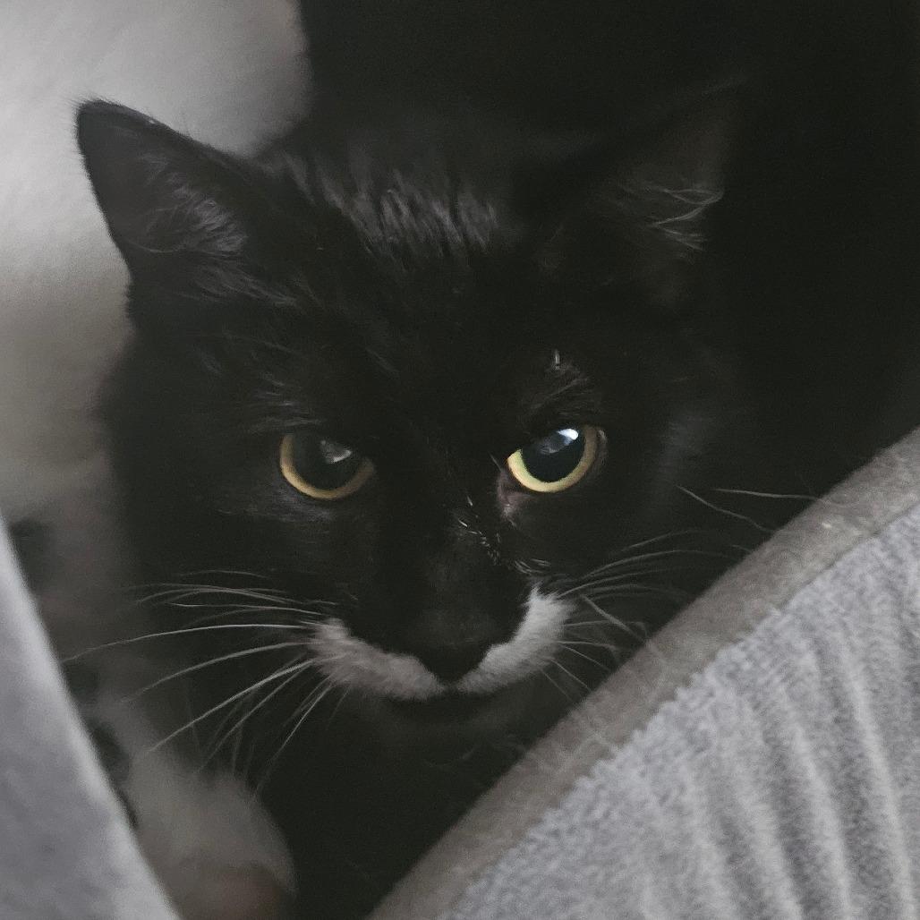 Whitney, Adoptable, Adult Female Domestic Short Hair.