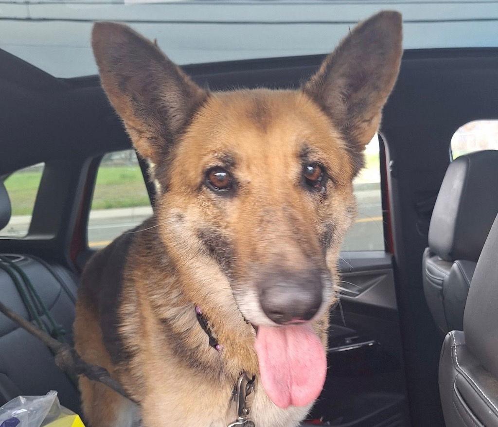 Tali, Adoptable, Senior Female German Shepherd Dog.