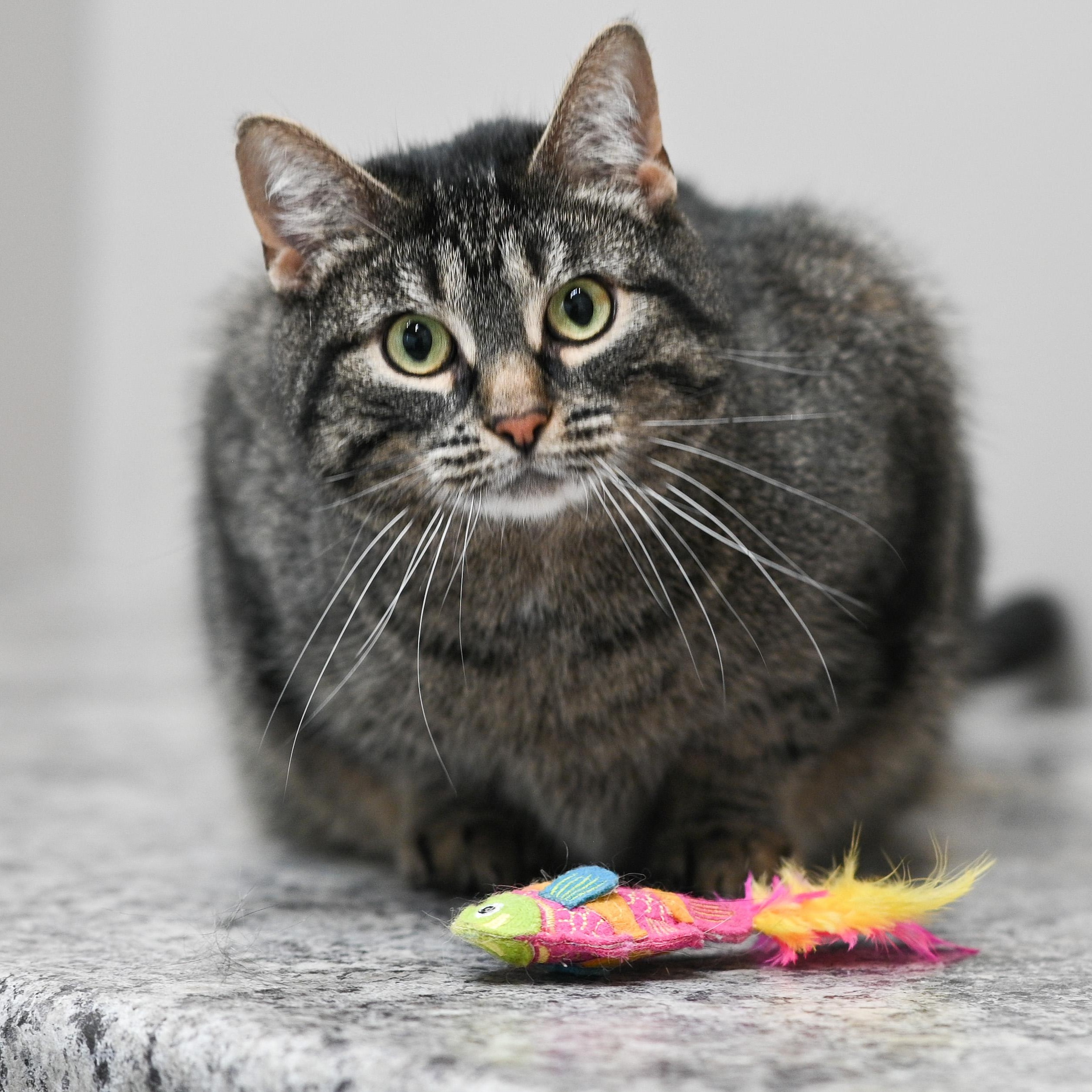Azura, a ADOPTABLE Domestic Short Hair in Chicago, IL image 1/5