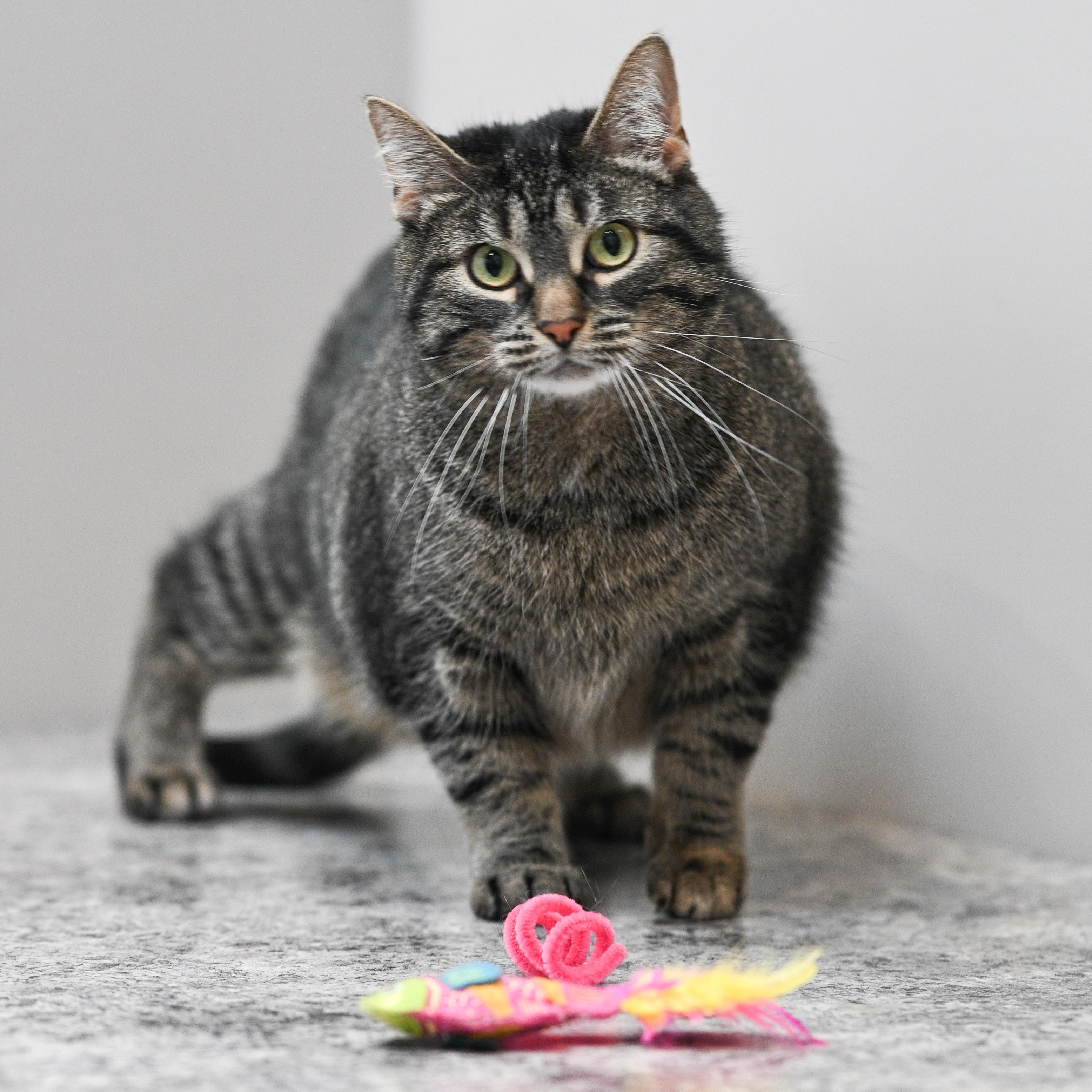 Azura, a ADOPTABLE Domestic Short Hair in Chicago, IL image 2/5