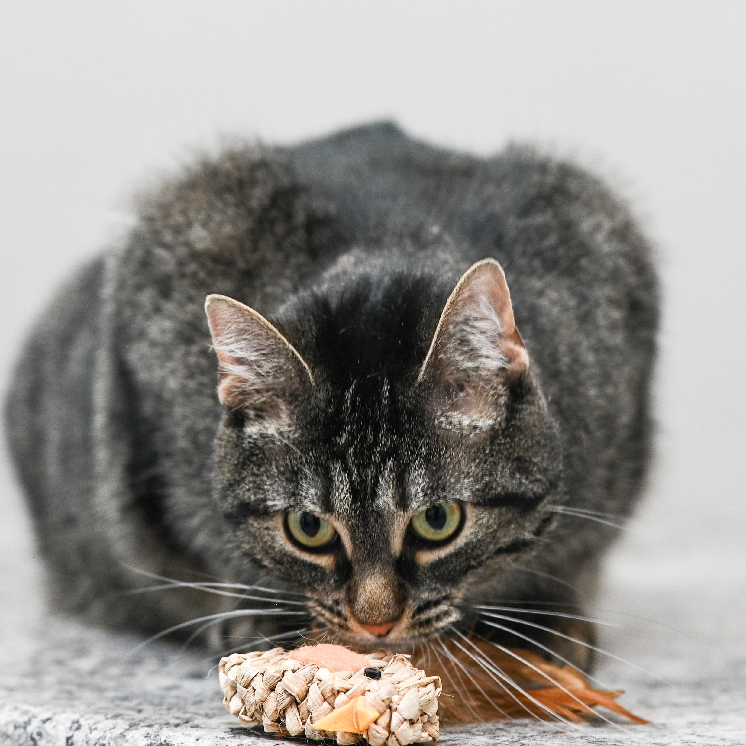 Azura, a ADOPTABLE Domestic Short Hair in Chicago, IL image 3/5