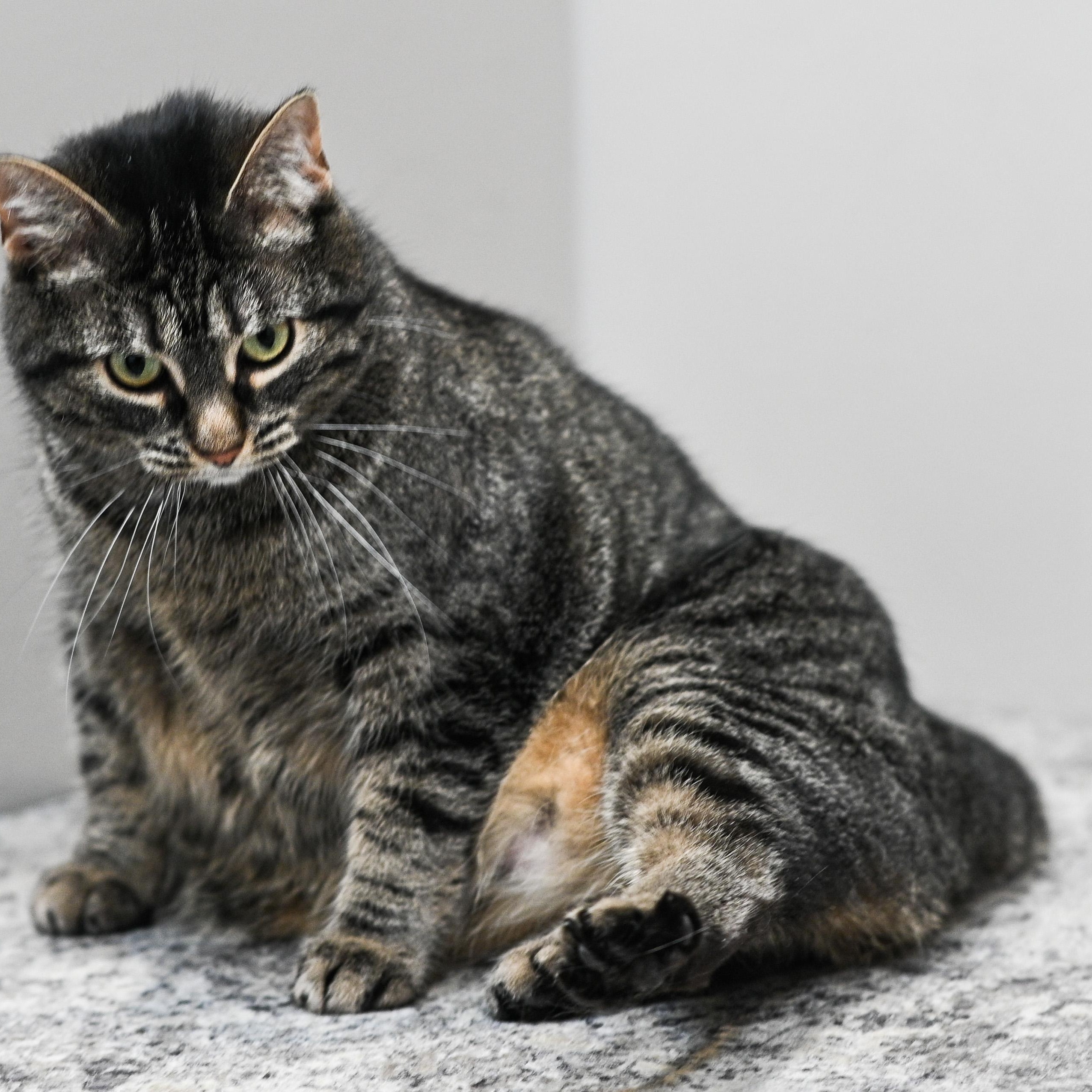Azura, a ADOPTABLE Domestic Short Hair in Chicago, IL image 5/5