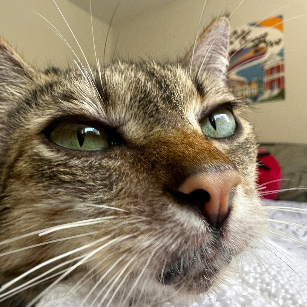 Luna, Adoptable, Senior Female Domestic Short Hair.