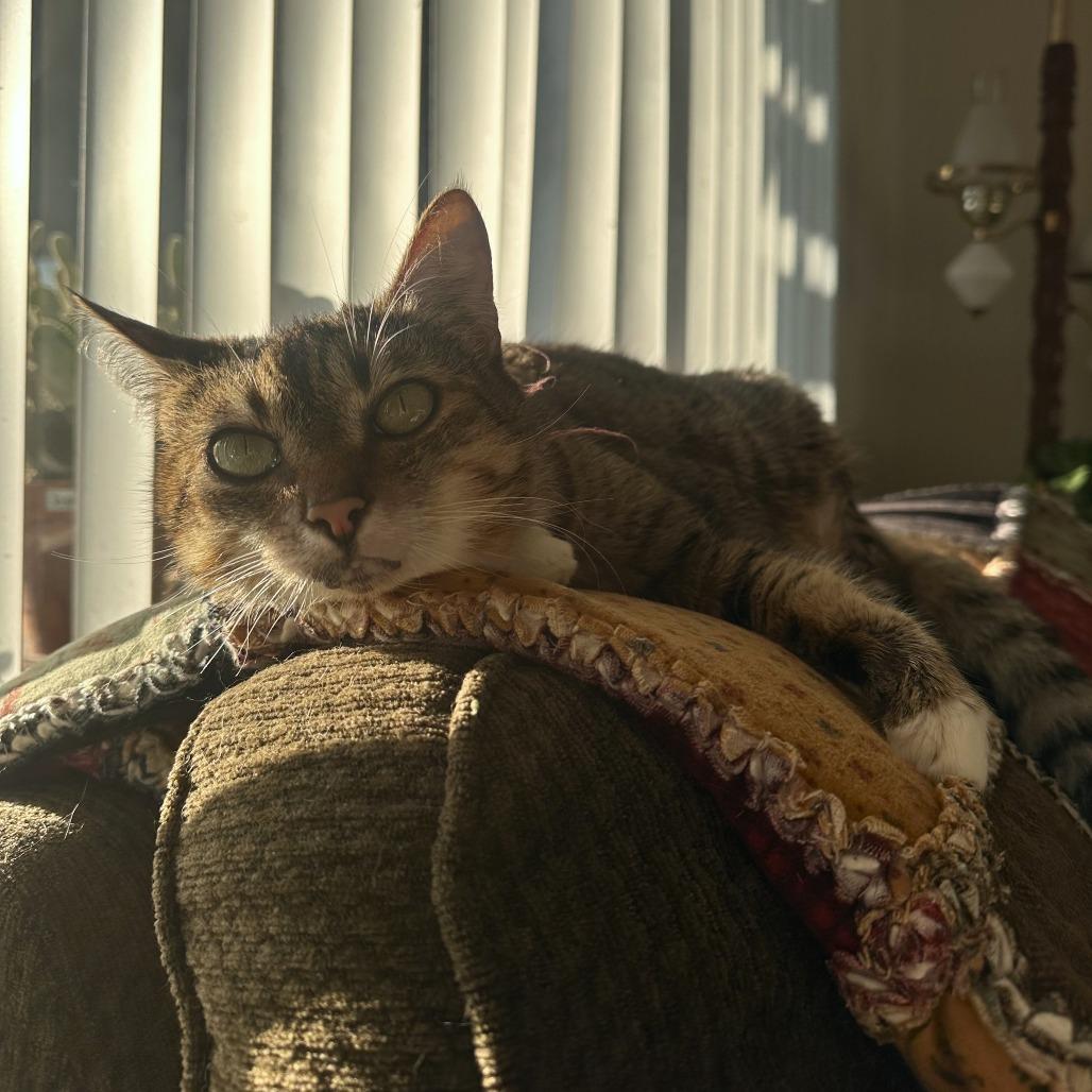 Enlarge Luna, a Adoptable mixed breed in Woodinville, WA image 2/6