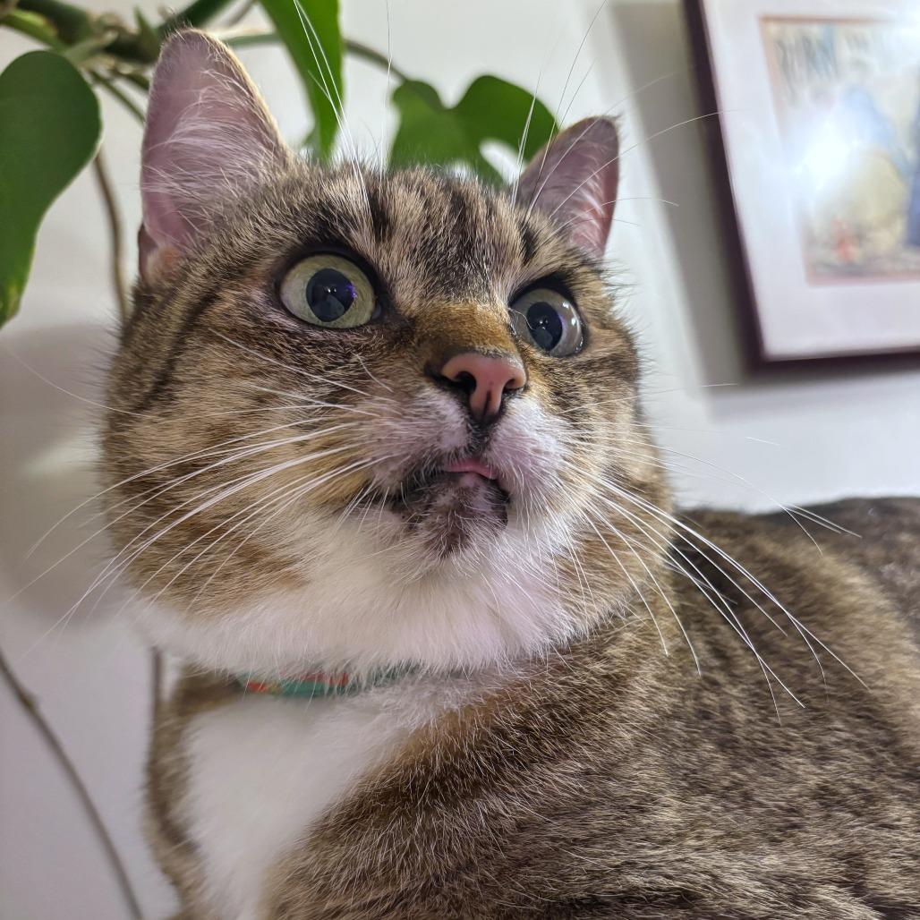 Luna, a Adoptable mixed breed in Woodinville, WA image 3/6