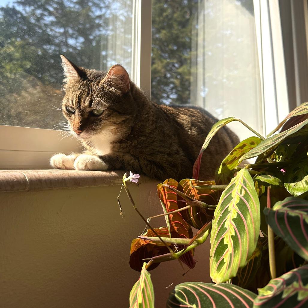 Enlarge Luna, a Adoptable mixed breed in Woodinville, WA image 5/6