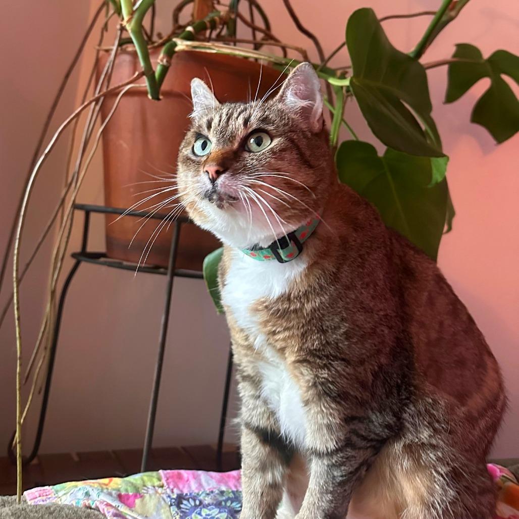 Luna, a Adoptable mixed breed in Woodinville, WA image 6/6