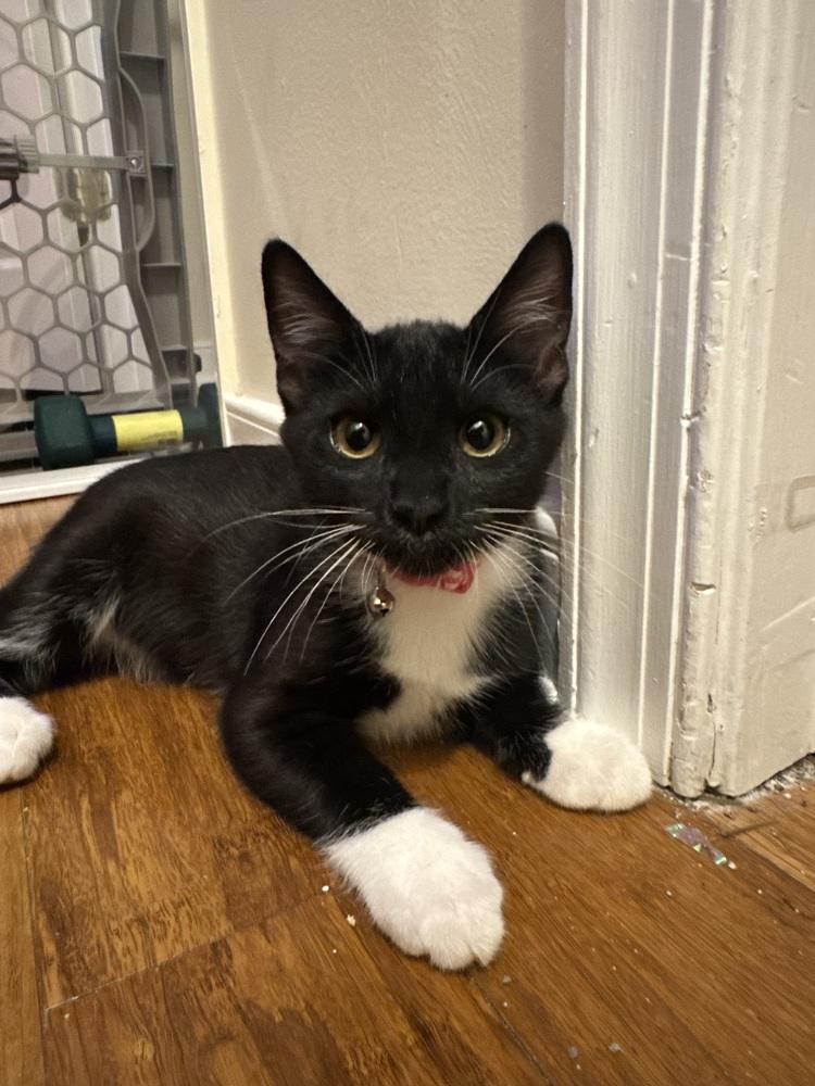 Tango, Adoptable, Kitten Female Domestic Short Hair.