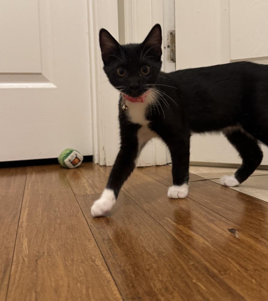 Enlarge Tango, a Adoptable Domestic Short Hair in Henrico, VA image 2/2