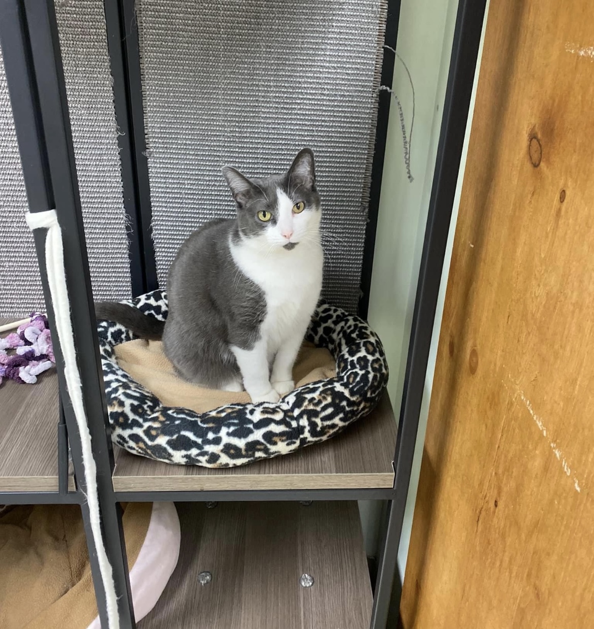 Abbie, a Adoptable Domestic Short Hair in Grand Rapids, MI image 3/6