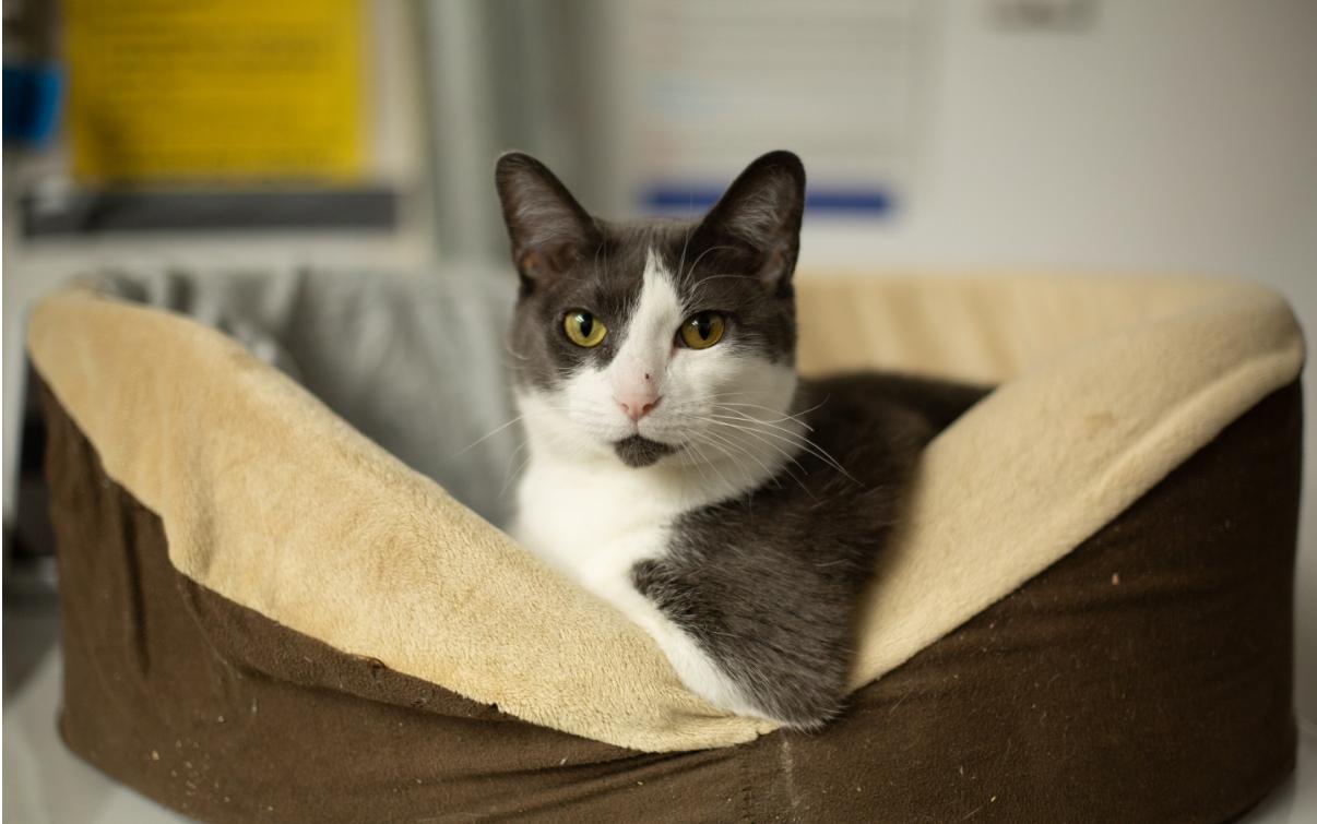 Abbie, a Adoptable Domestic Short Hair in Grand Rapids, MI image 1/6