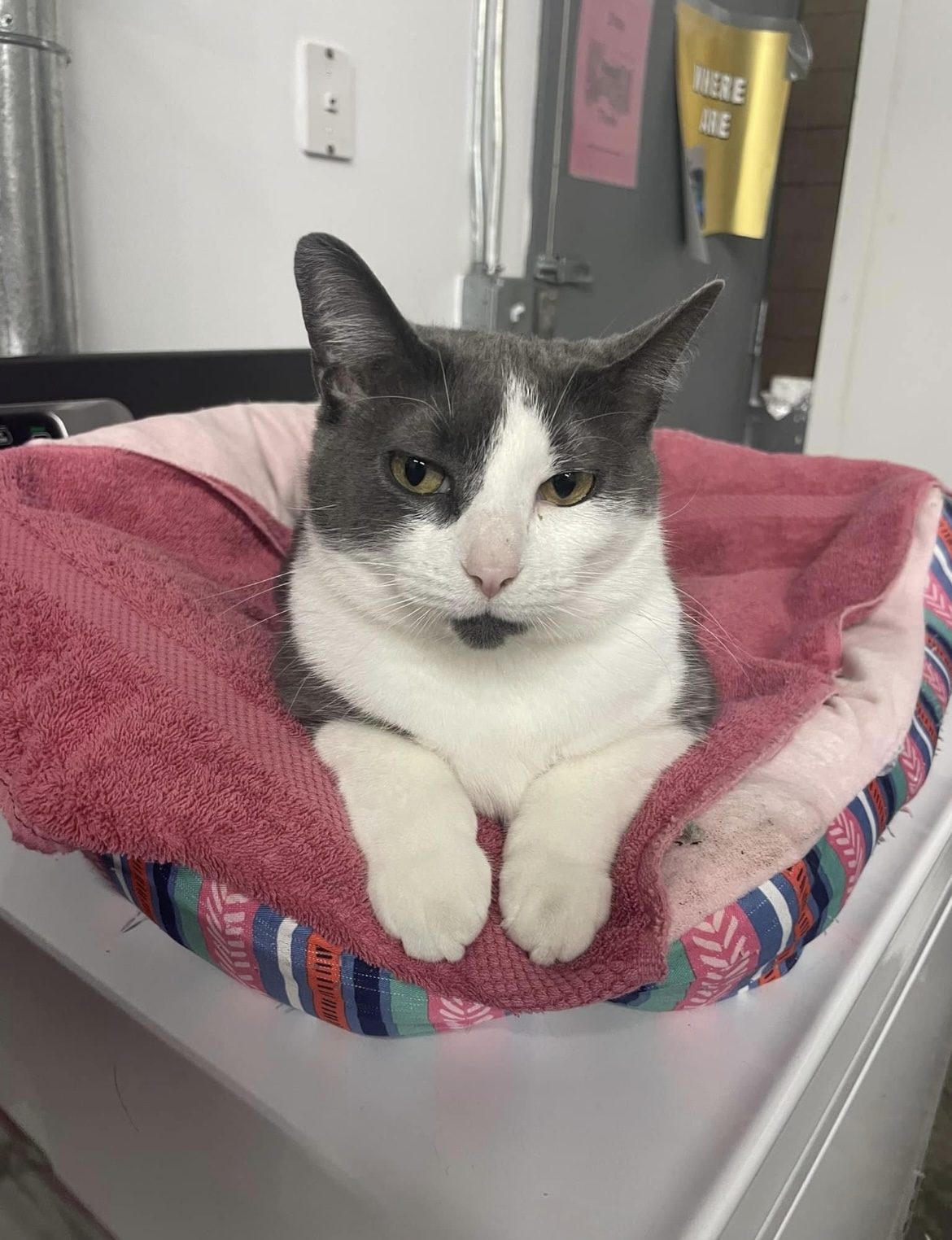 Abbie, a Adoptable Domestic Short Hair in Grand Rapids, MI image 4/6