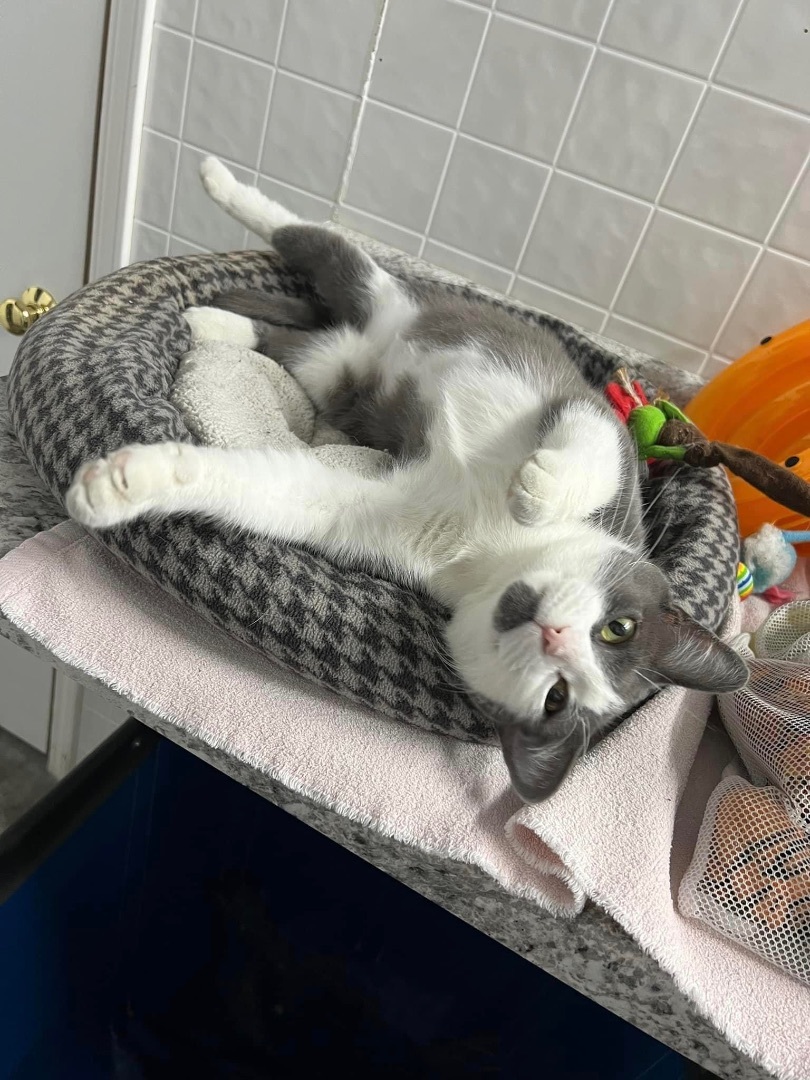 Abbie, a Adoptable Domestic Short Hair in Grand Rapids, MI image 5/6