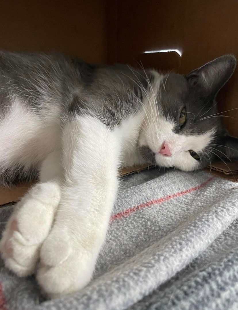 Abbie, a Adoptable Domestic Short Hair in Grand Rapids, MI image 6/6