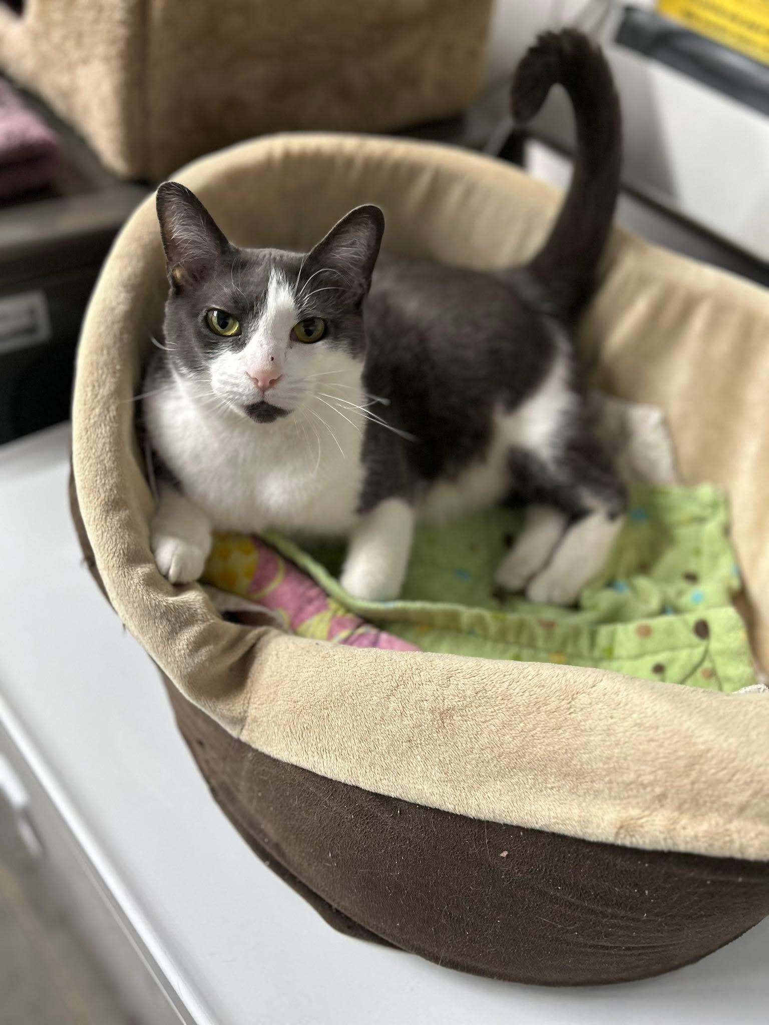 Abbie, a Adoptable Domestic Short Hair in Grand Rapids, MI image 2/6