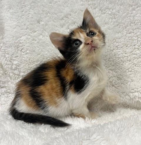 Amethyst, Young Female Domestic Short Hair