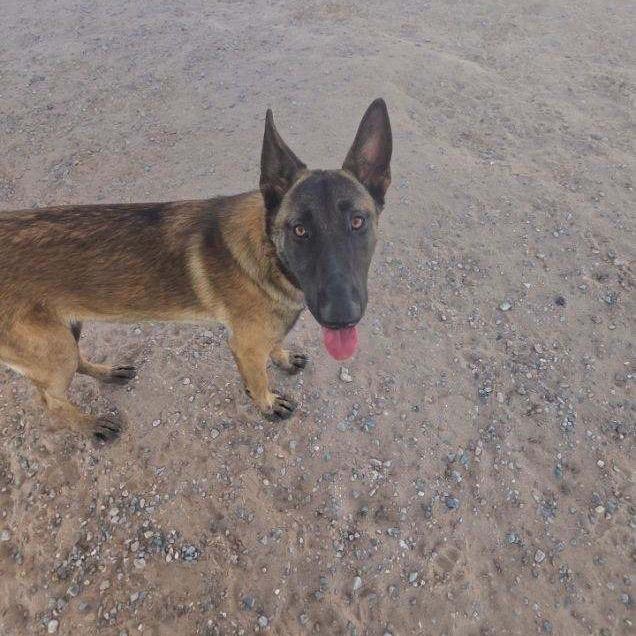Mia, Adoptable, Young Female Belgian Shepherd / Malinois.