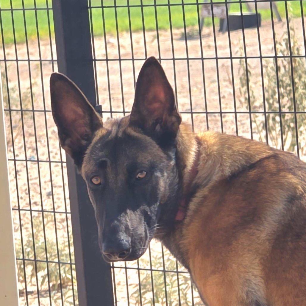 Enlarge Mia, a Adoptable Belgian Shepherd / Malinois in Bernalillo, NM image 2/6