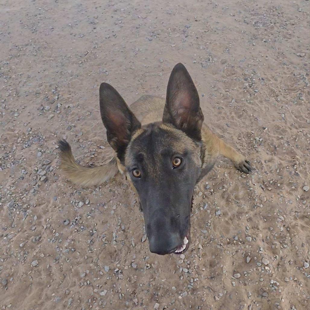 Enlarge Mia, a Adoptable Belgian Shepherd / Malinois in Bernalillo, NM image 3/6