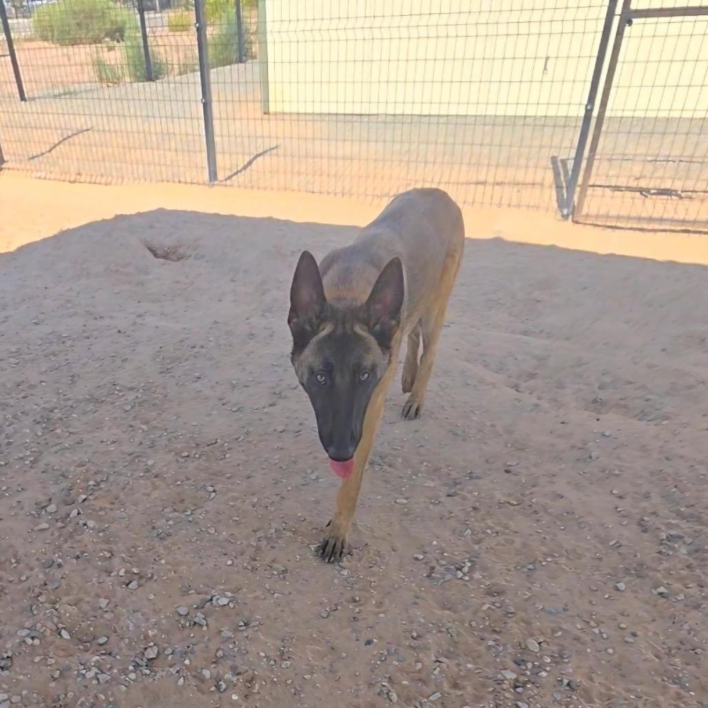 Enlarge Mia, a Adoptable Belgian Shepherd / Malinois in Bernalillo, NM image 4/6