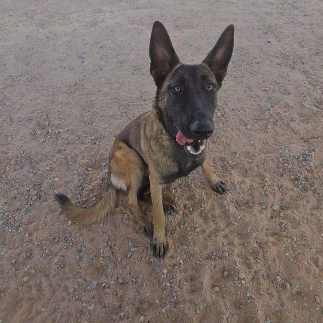 Enlarge Mia, a Adoptable Belgian Shepherd / Malinois in Bernalillo, NM image 5/6