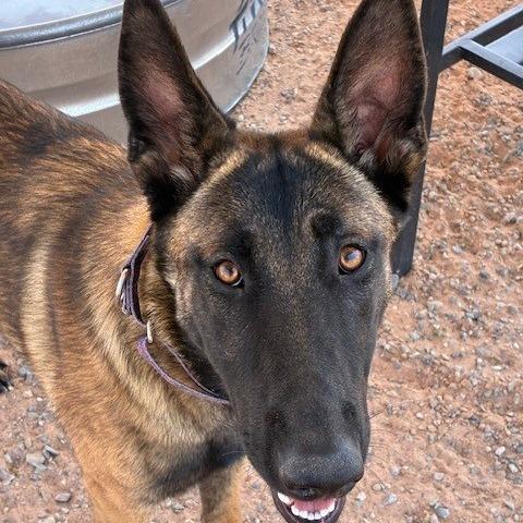 Enlarge Mia, a Adoptable Belgian Shepherd / Malinois in Bernalillo, NM image 6/6