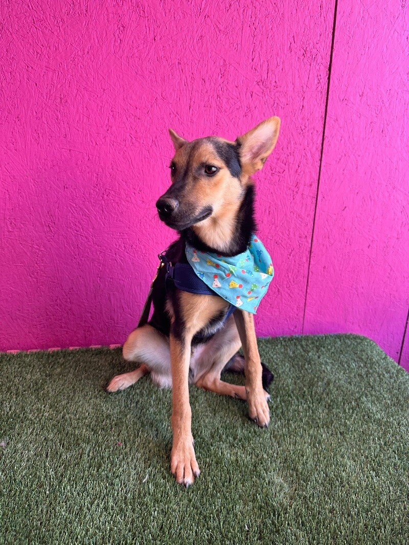 Dog for adoption Anderson, a German Shepherd Dog Mix in Pasadena, CA