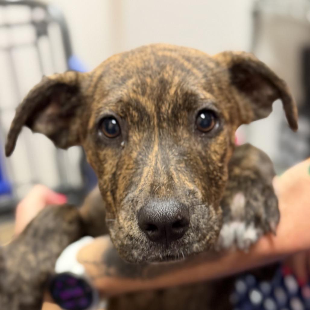 Hopscotch, Adoptable, Puppy Female Pit Bull Terrier.