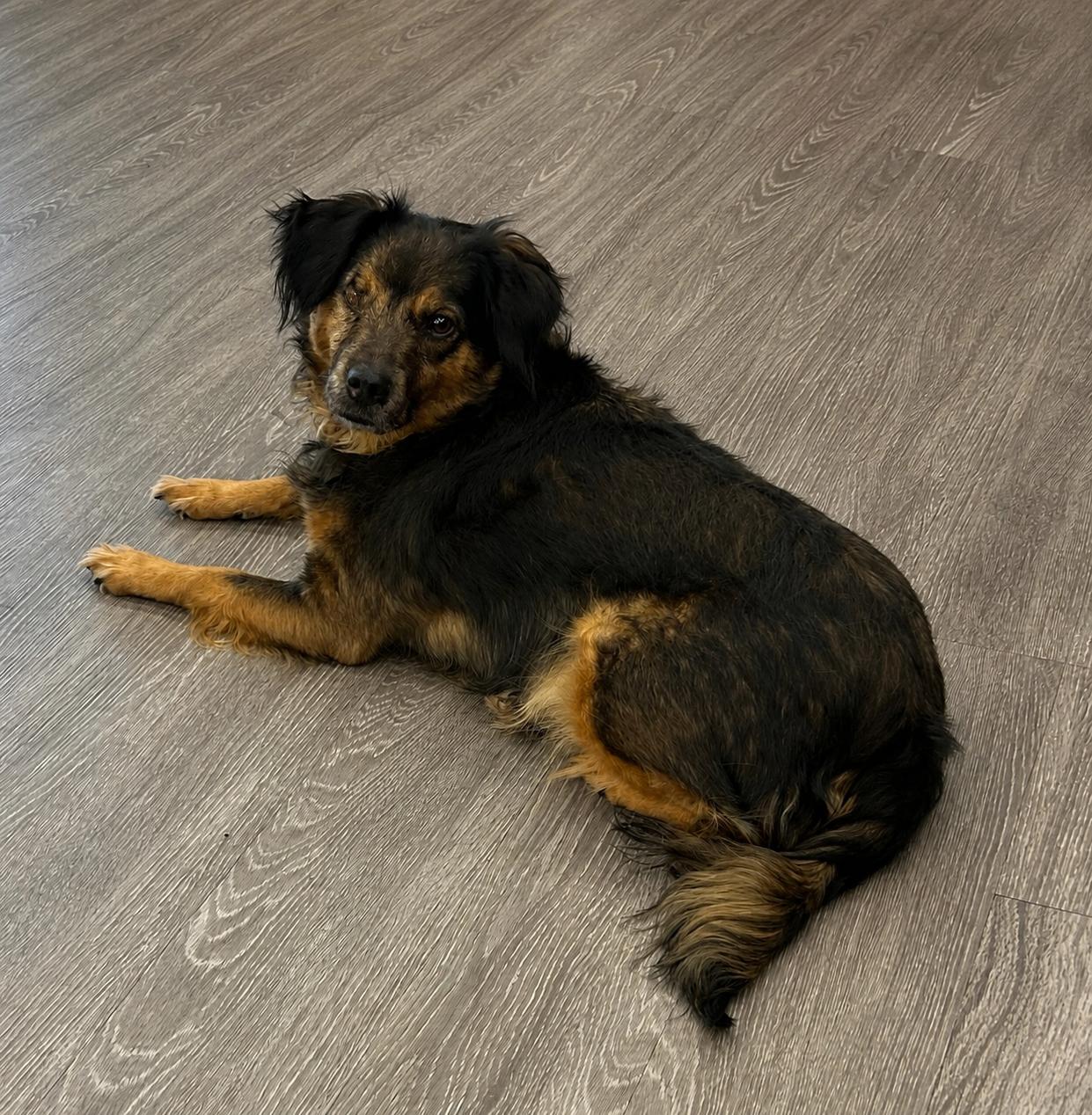 Candy, a Adoptable mixed breed in Toledo, OH image 4/4