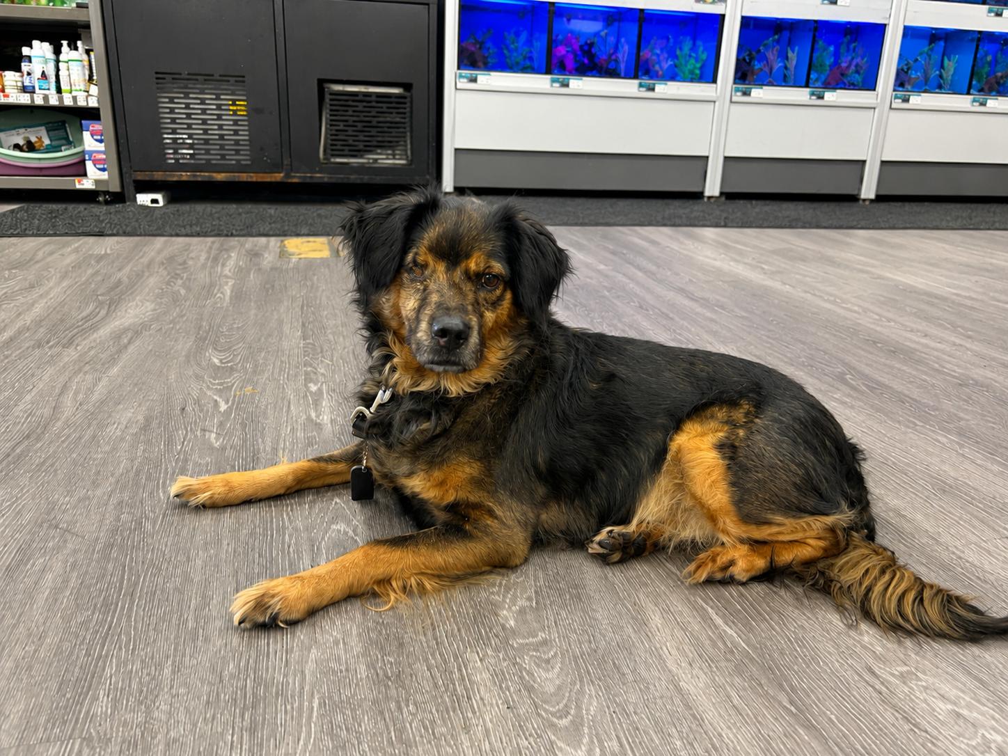 Candy, Adoptable, Adult Female Spaniel.
