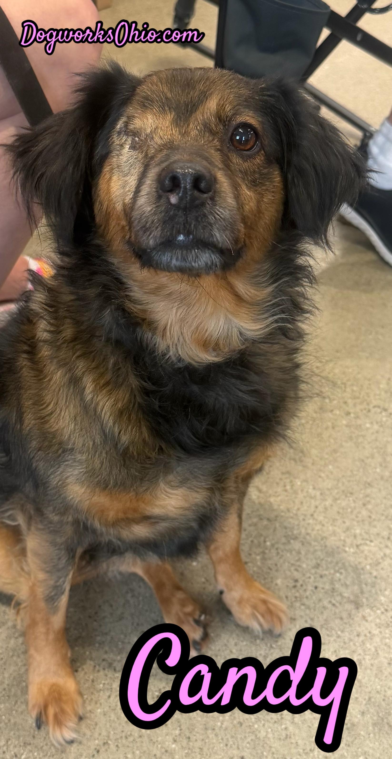 Candy, a Adoptable mixed breed in Toledo, OH image 2/4