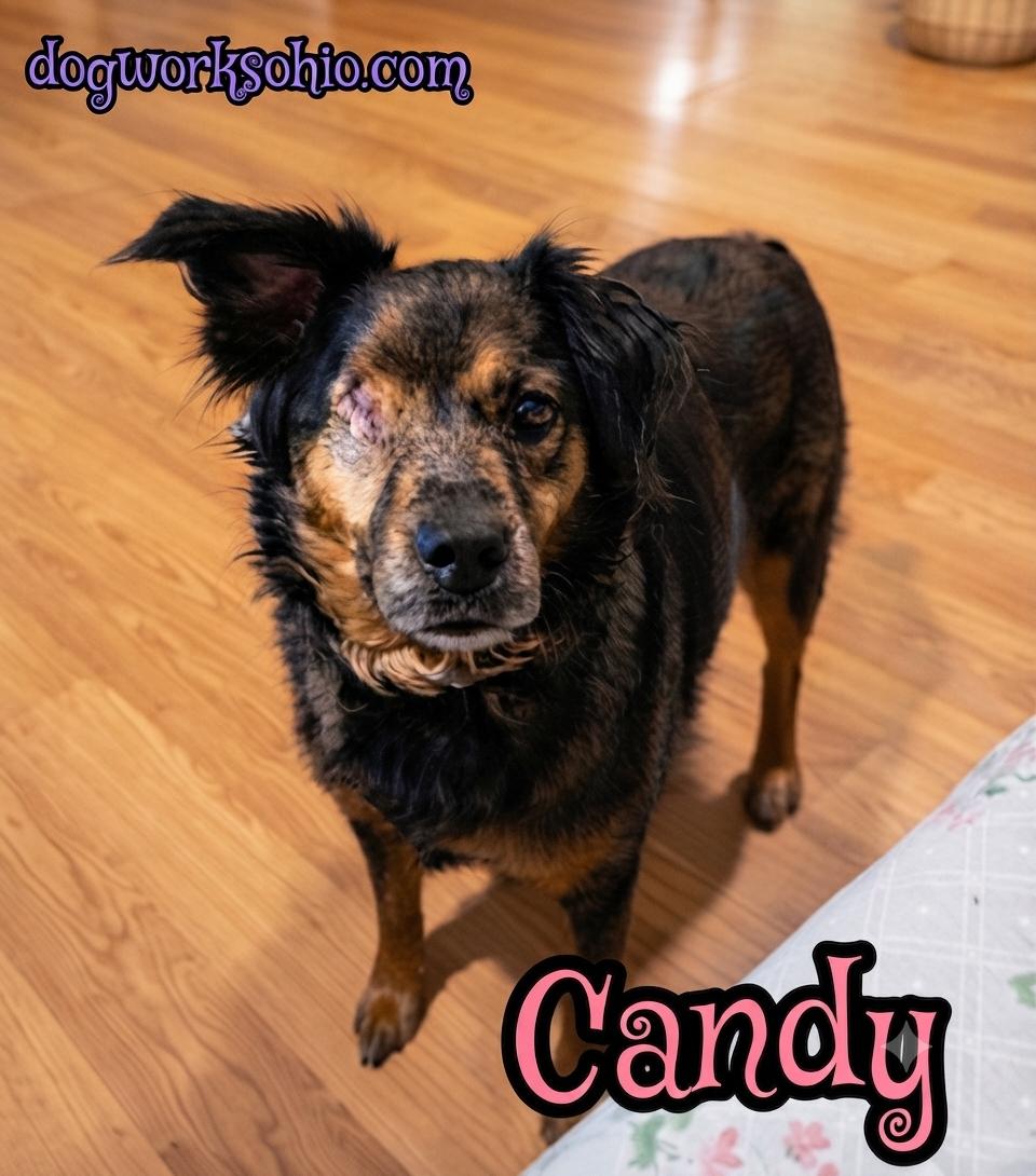 Enlarge Candy, a Adoptable mixed breed in Toledo, OH image 1/1
