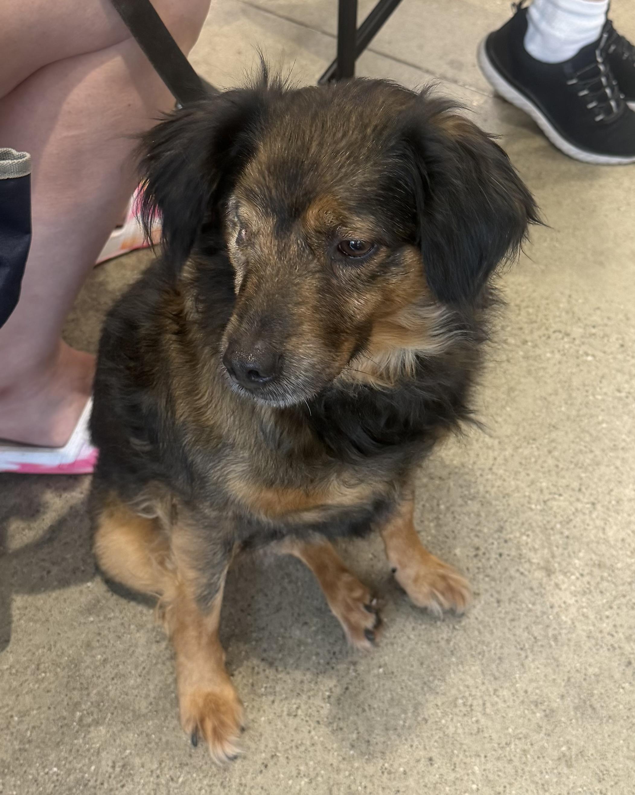 Candy, a Adoptable mixed breed in Toledo, OH image 3/4