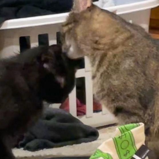 Tabitha & Sabrina *(Bonded Pair)