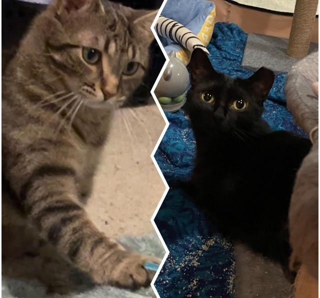 Tabitha & Sabrina *(Bonded Pair)