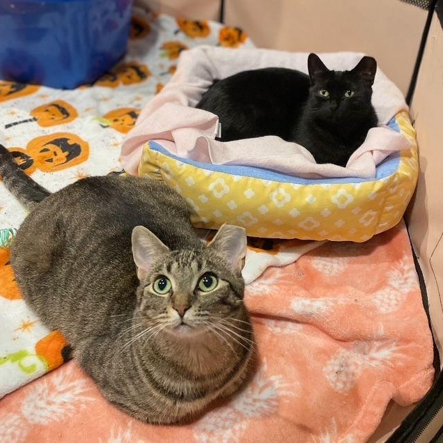 Enlarge Tabitha & Sabrina *(Bonded Pair), a Adoptable Domestic Short Hair in Lake Orion, MI image 3/5