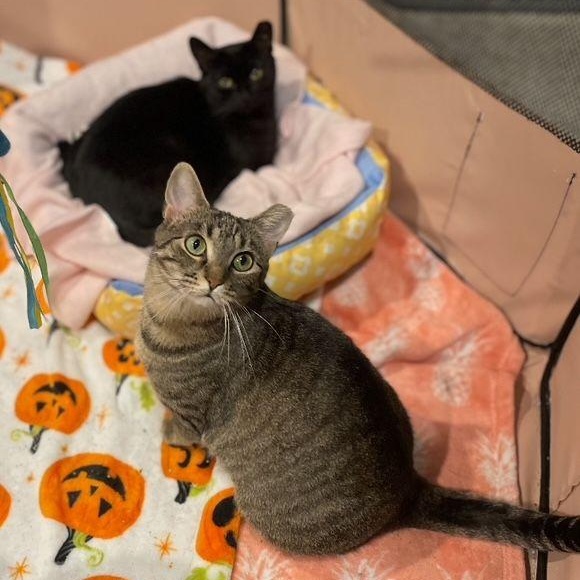 Enlarge Tabitha & Sabrina *(Bonded Pair), a Adoptable Domestic Short Hair in Lake Orion, MI image 1/5