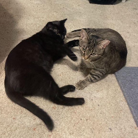 Enlarge Tabitha & Sabrina *(Bonded Pair), a Adoptable Domestic Short Hair in Lake Orion, MI image 4/5