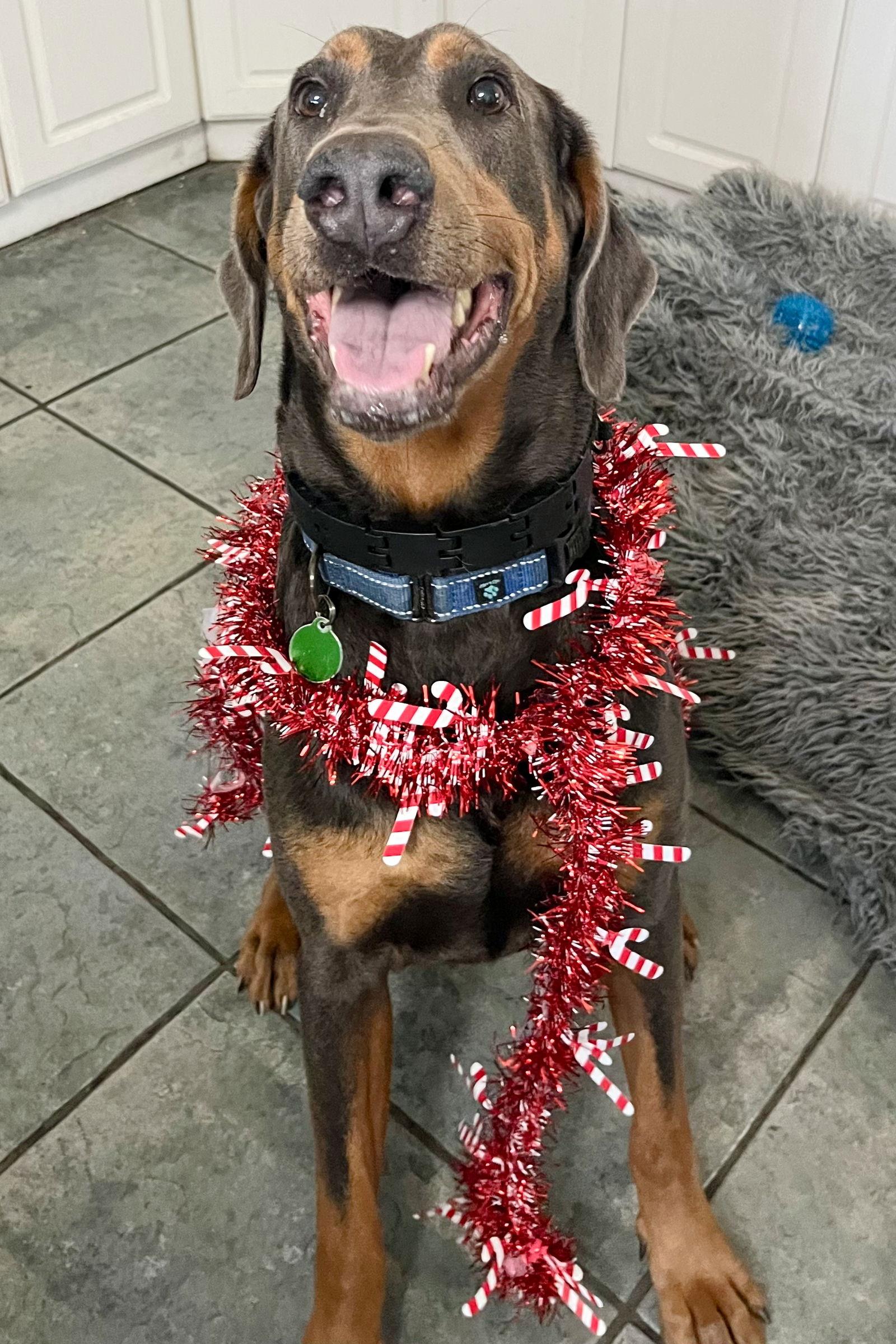 Enlarge Jasper 3414, a Adoptable Doberman Pinscher in Oakland Park, FL image 1/3