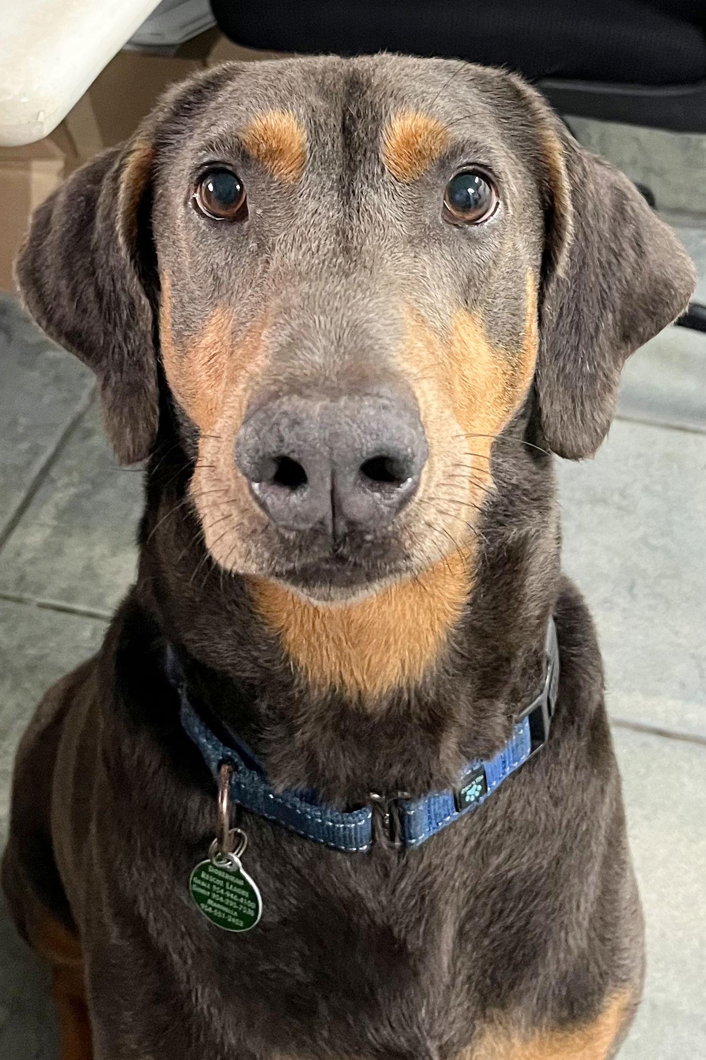 Enlarge Jasper 3414, a Adoptable Doberman Pinscher in Oakland Park, FL image 2/3