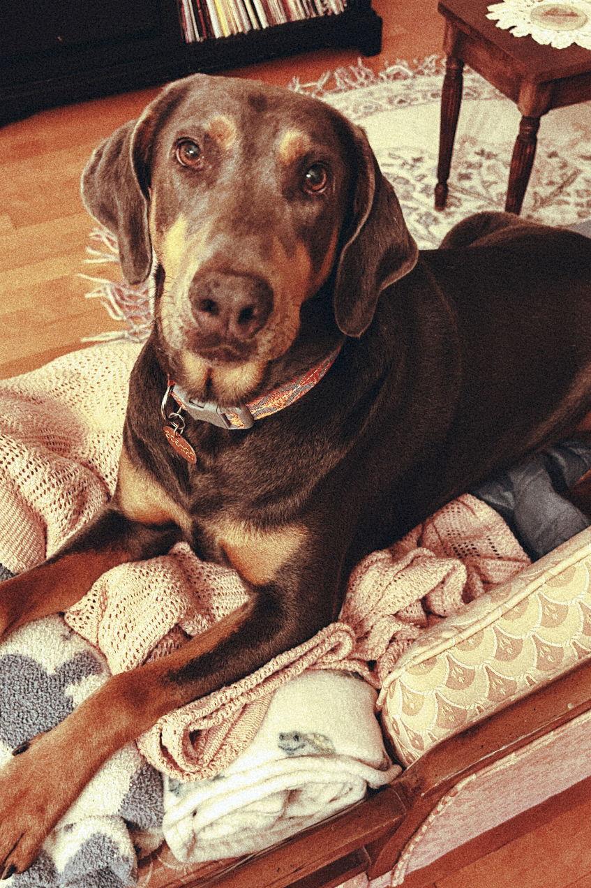 Jasper 3414, Adoptable, Young Male Doberman Pinscher.