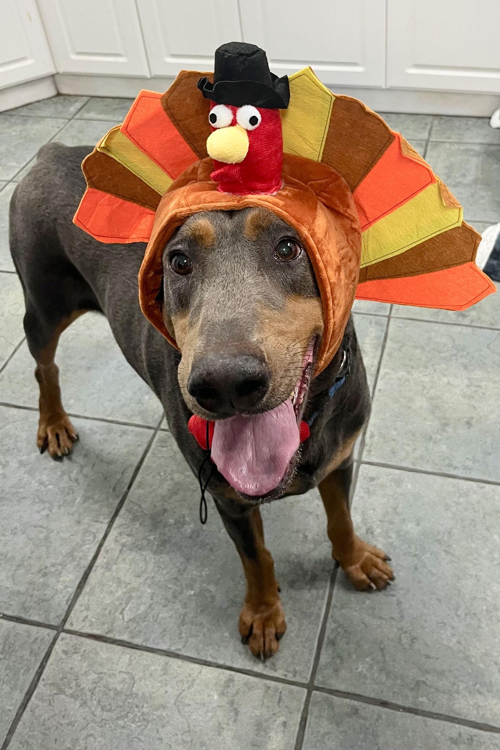 Jasper 3414, a Adoptable Doberman Pinscher in Oakland Park, FL image 2/3