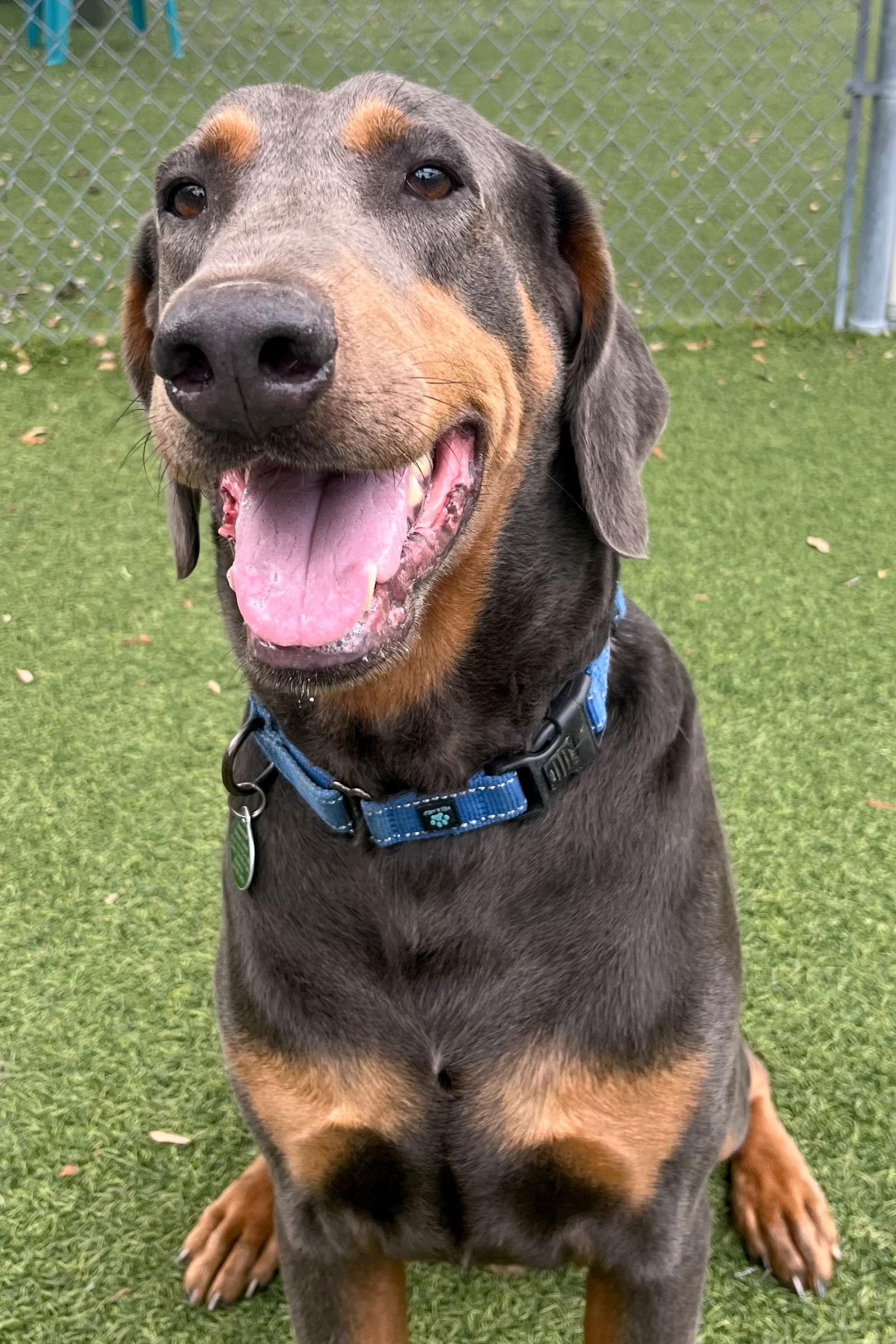 Jasper 3414, a Adoptable Doberman Pinscher in Oakland Park, FL image 3/3