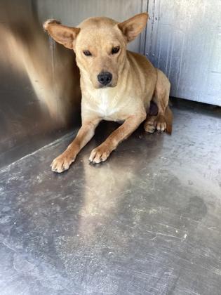 Enlarge Mckenna, a Adoptable mixed breed in Shreveport, LA image 1/3