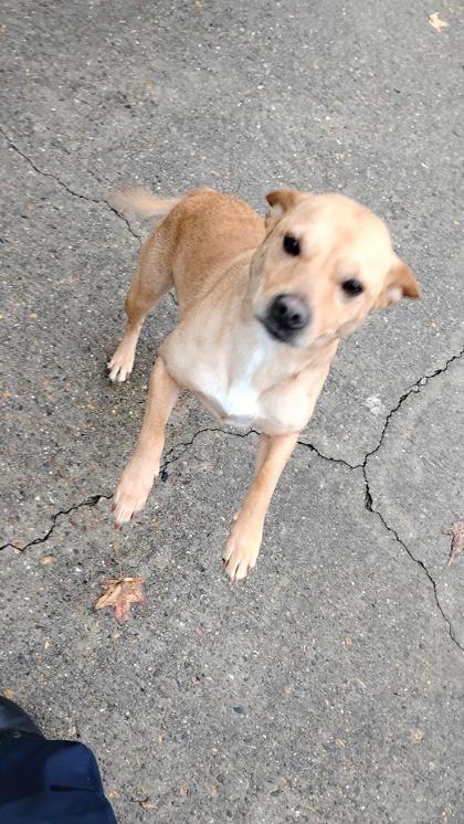 Enlarge Mckenna, a Adoptable mixed breed in Shreveport, LA image 2/3