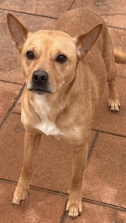 Enlarge Mckenna, a Adoptable mixed breed in Shreveport, LA image 3/3