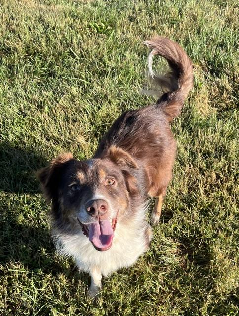 Enlarge Carter, a Adoptable mixed breed in Winchester, KY image 1/1